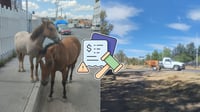 Detectan ganado suelto en avenidas y bulevares de Durango; piden a propietarios mayor vigilancia
