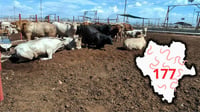 Gusano barrenador: Durango reporta 177 casos acumulados y 49 activos, hasta agosto de 2026