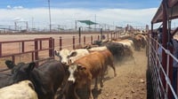 Reabre EUA frontera al ganado mexicano