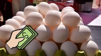Por desconfianza ante ‘huevo pirata’ en Durango, se dispararon las ventas de producto orgánico