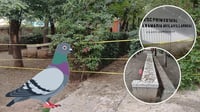 Plaga de aves invade escuela primaria de Durango capital | VIDEO