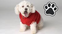 ¿Tu perro necesita suéter? Cómo saber si realmente tiene frío