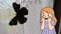 ¿Qué significa que una mariposa negra entre a tu casa?