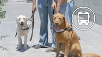 Proponen regular traslado de animales de asistencia y mascotas en transporte público de Durango