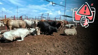 Carne de Brasil 'inunda' los municipios de Durango, advierten ganaderos