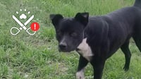 Buscan campaña permanente de esterilización y vacunación de perros en Durango