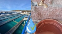 No hay problema de salud en el agua de la potabilizadora: regidor