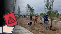 Proponen endurecer reglas por derribar árboles en el estado de Durango