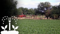 Garantizado, riego para el siguiente ciclo agrícola en Durango