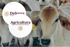 Gusano Barrenador: titular de Agricultura revisa acciones ante plaga en  frontera sur