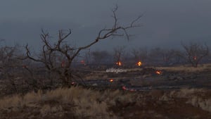 Trágicos incendios en la isla Maui de Hawái; hay 36 muertos y miles de personas evacuadas