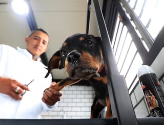 Con el objetivo de crear conciencia sobre los animales abandonados en las calles de México, se inauguró en la capital del país el primer hotel para perros y gatos que viven esta situación, el cual brinda estancia, veterinaria, esterilización, estética y adopción de manera gratuita.