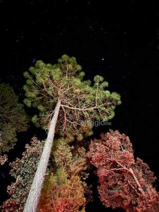 Cielo estrellado desde la Sierra del Nayar, municipio de Durango