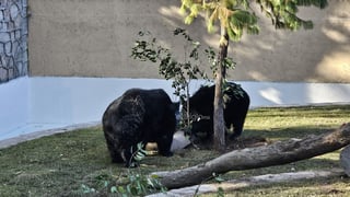 Fue habilitado un nuevo espacio para los osos que habitan el zoológico Sahuatoba; en esta nueva área se podrá albergar a otros rescatados, ya que esta especie está perdiendo su hábitat el norte del país, específicamente en Coahuila y Nuevo León.