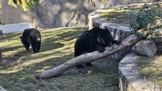 Fue habilitado un nuevo espacio para los osos que habitan el zoológico Sahuatoba; en esta nueva área se podrá albergar a otros rescatados, ya que esta especie está perdiendo su hábitat el norte del país, específicamente en Coahuila y Nuevo León.