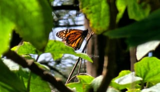 El fin de semana, la Reserva de la Biosfera Mariposa Monarca, ubicada en la sierra de Michoacán, recibió la llegada de miles de mariposas monarcas, un fenómeno que cada año anuncia el inicio de la temporada invernal en México.