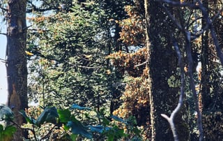 El fin de semana, la Reserva de la Biosfera Mariposa Monarca, ubicada en la sierra de Michoacán, recibió la llegada de miles de mariposas monarcas, un fenómeno que cada año anuncia el inicio de la temporada invernal en México.