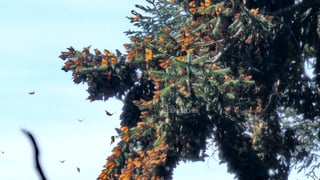 El fin de semana, la Reserva de la Biosfera Mariposa Monarca, ubicada en la sierra de Michoacán, recibió la llegada de miles de mariposas monarcas, un fenómeno que cada año anuncia el inicio de la temporada invernal en México.