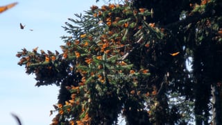 El fin de semana, la Reserva de la Biosfera Mariposa Monarca, ubicada en la sierra de Michoacán, recibió la llegada de miles de mariposas monarcas, un fenómeno que cada año anuncia el inicio de la temporada invernal en México.