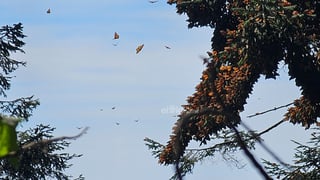 El fin de semana, la Reserva de la Biosfera Mariposa Monarca, ubicada en la sierra de Michoacán, recibió la llegada de miles de mariposas monarcas, un fenómeno que cada año anuncia el inicio de la temporada invernal en México.