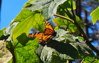 El fin de semana, la Reserva de la Biosfera Mariposa Monarca, ubicada en la sierra de Michoacán, recibió la llegada de miles de mariposas monarcas, un fenómeno que cada año anuncia el inicio de la temporada invernal en México.