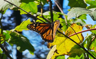 El fin de semana, la Reserva de la Biosfera Mariposa Monarca, ubicada en la sierra de Michoacán, recibió la llegada de miles de mariposas monarcas, un fenómeno que cada año anuncia el inicio de la temporada invernal en México.