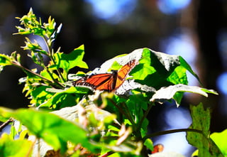 El fin de semana, la Reserva de la Biosfera Mariposa Monarca, ubicada en la sierra de Michoacán, recibió la llegada de miles de mariposas monarcas, un fenómeno que cada año anuncia el inicio de la temporada invernal en México.