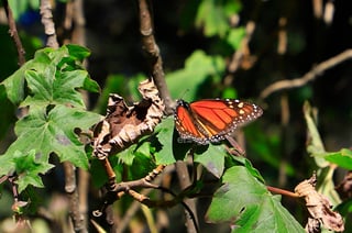 El fin de semana, la Reserva de la Biosfera Mariposa Monarca, ubicada en la sierra de Michoacán, recibió la llegada de miles de mariposas monarcas, un fenómeno que cada año anuncia el inicio de la temporada invernal en México.