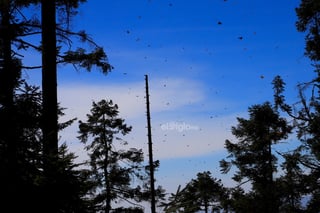 El fin de semana, la Reserva de la Biosfera Mariposa Monarca, ubicada en la sierra de Michoacán, recibió la llegada de miles de mariposas monarcas, un fenómeno que cada año anuncia el inicio de la temporada invernal en México.