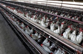 En ponedoras, el brote de influenza aviar