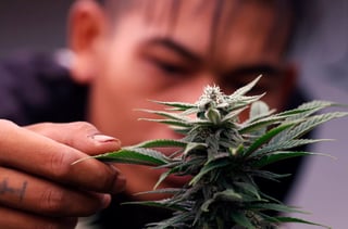Aumentó consumo de marihuana en Durango y Coahuila