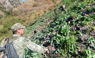 Ejército Mexicano aseguró más de mil plantíos de amapola y marihuana en Durango