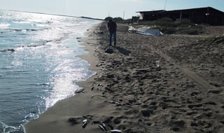 Reportan cientos de peces muertos en playas de Sinaloa; sospechan de toxina por marea roja