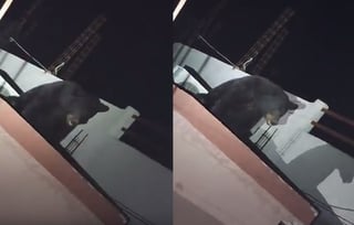 VIDEO: Oso sorprende al aparecer en el techo de un negocio en Piedras Negras 