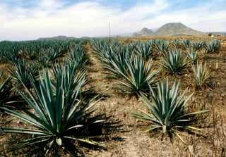 Prueban un material derivado del agave para fabricar compresas