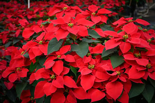 ¿Por qué se recomienda tener flores de Nochebuena en casa? 