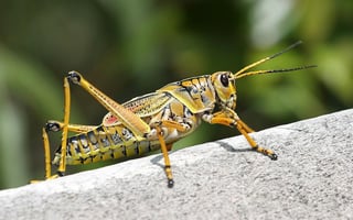 Los insectos más comunes, básicos para la biodiversidad, los que más están desapareciendo