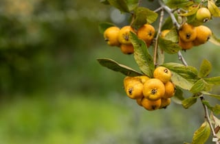 ¿Por qué en enero debes tomar agua de tejocote?