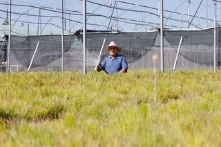 Esperan buena producción de agave en Durango