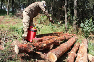 Regresa afectación del gusano descortezador en la sierra de Durango