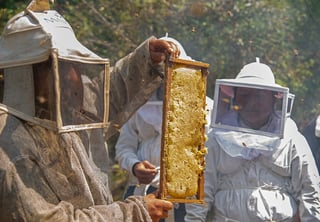 INEGI y Sader actualizan el Atlas Nacional de las Abejas y Derivados Apícolas