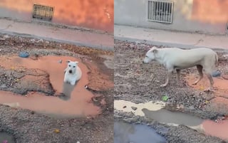 ¡Qué agusticidad! Perrito usa bache con agua para refrescarse del calor