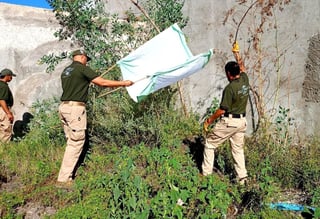 Avistamiento de fauna silvestre es normal en Durango: Medio Ambiente 