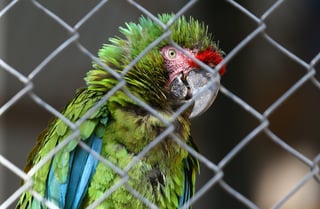 Más de 7 mil especies han sido rescatadas por los zoológicos, incluido el de Durango