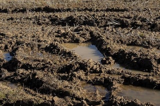 Sin piso para el frijol, solo queda cultivar avena: Productores de Cuencamé 