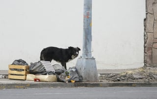 Necesario, un albergue para mascotas en Durango capital, señalan 