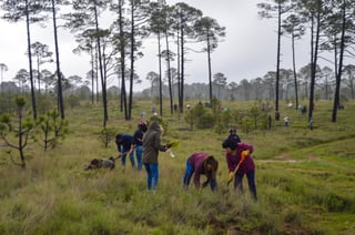 El Tecuán y El Soldado fueron reforestados, aprovechando la lluvia