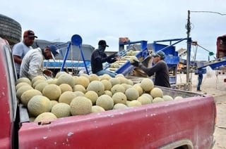 Durango podría exportar melón 