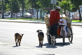 Hasta 10 mil pesos,  multa por maltrato animal en Durango capital