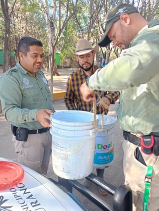 Capturan más serpientes; estaban dentro de una ferretería en Durango